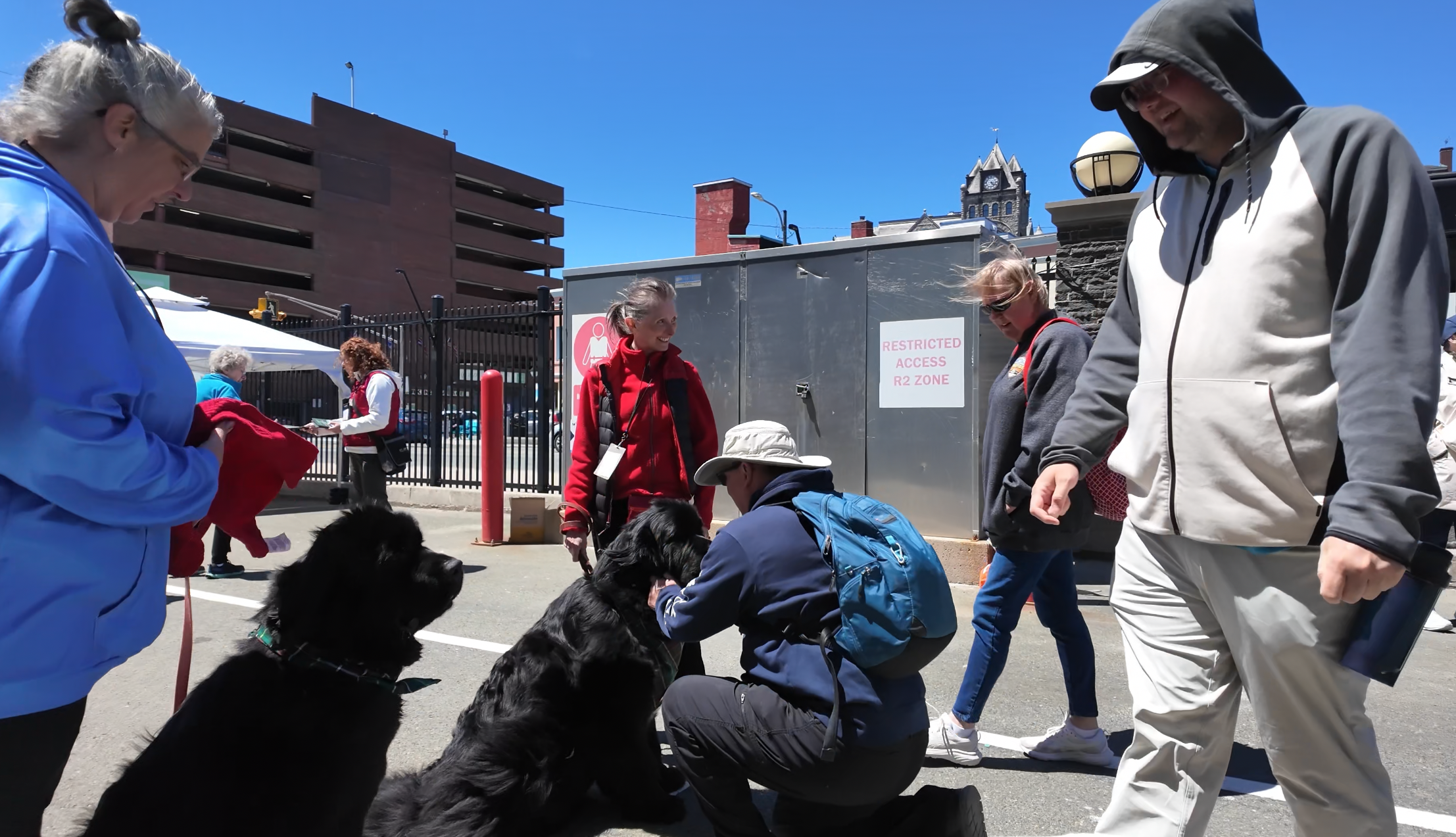 Cruise visitors greeting friendly Newfoundland dogs on the St. John's waterfront